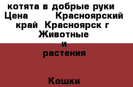 котята в добрые руки › Цена ­ 50 - Красноярский край, Красноярск г. Животные и растения » Кошки   . Красноярский край,Красноярск г.